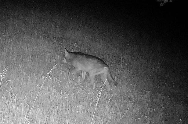 Alarm um Wolf im Ybbstal: Auf zwei Höfen wurden neun Schafe gerissen