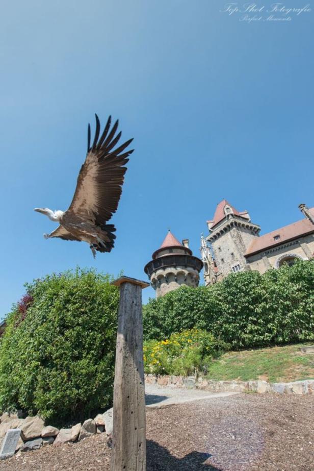 Adlerwarte Kreuzenstein: Greifvögel hautnah erleben