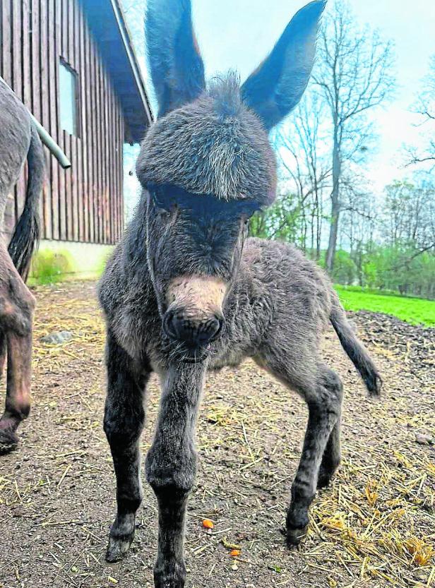 NÖ: Drolliges Patenkind "Mogli" als Hochzeitsgeschenk