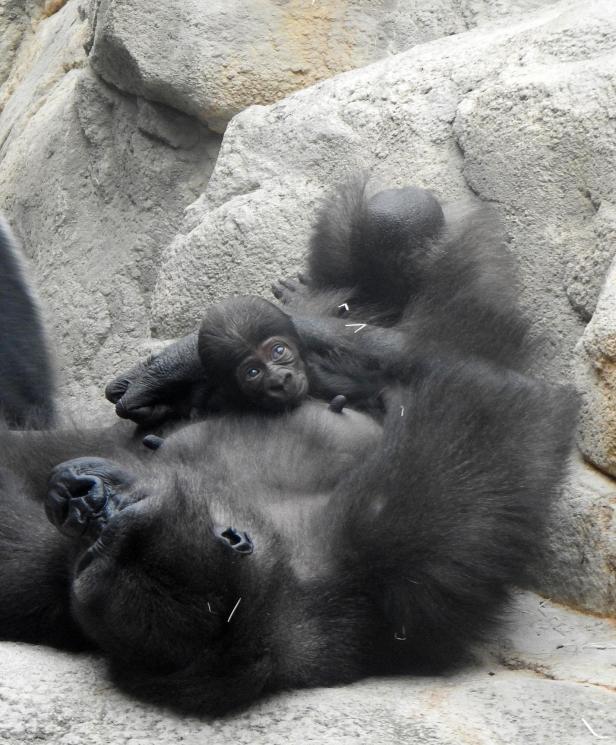 Österreichs erstes Gorillababy: Primat mit Starpotenzial