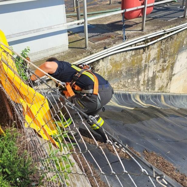 NÖ: Feuerwehr rettete vier junge Falken aus Klärbecken