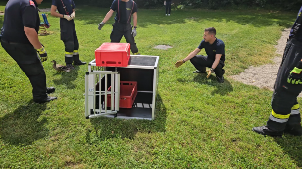 Ente gut, alles gut: Feuerwehr Krems zur Tierrettung gerufen