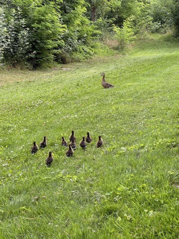 Ente gut, alles gut: Feuerwehr Krems zur Tierrettung gerufen