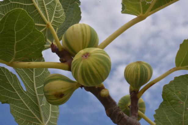 Feigenbaum im apulischen Cisternino