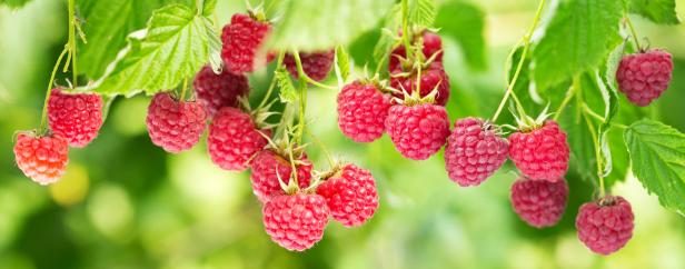 branch of ripe raspberries in a garden