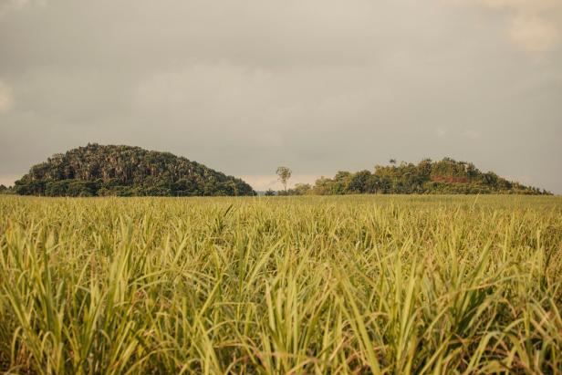 Exklusiv auf Mauritius: Die Geheimnisse hinter den köstlichen Zuckersorten