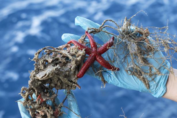 Wie Sea Shepherd im Mittelmeer Oktopusse aus illegalen Fallen rettet