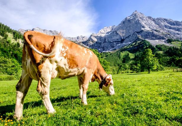 Schluss mit Urlaub auf der Alm? Die Zahl der Almbetriebe geht zurück