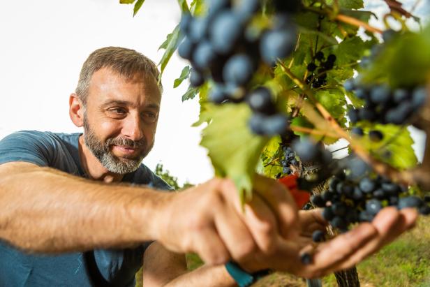 Biowein immer beliebter: Österreich Weltmeister beim biologischen Anbau