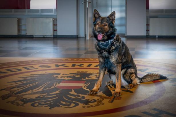 Festplatten im Garten vergraben: So enttarnte dieser Hund Pädophilen