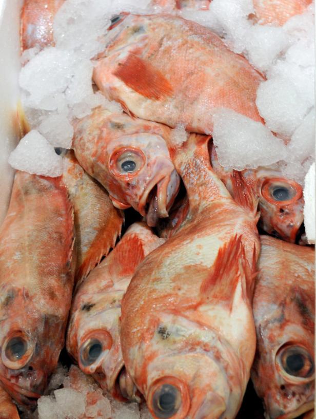 Mehrere Rotbarsche liegen auf Eis.