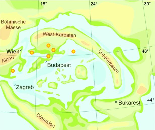 Was fossile Schnecken über das Ur-Meer der Wiener erzählen