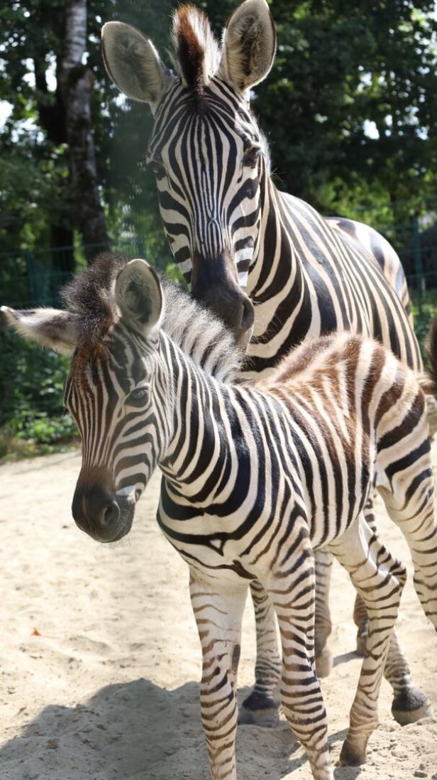 Tierisch gut drauf: Zoologin über ihre Arbeit im Linzer Zoo