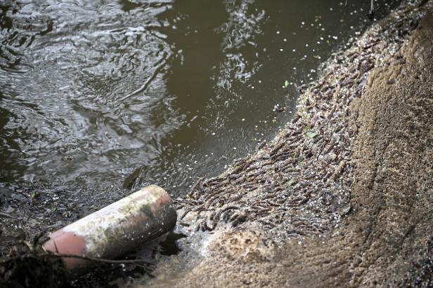 Untreated sewage is discharged from Thames Water treatment works, near Chalgrove Ein Abwasserrohr und ungeklärtes Abwasser im Fluss