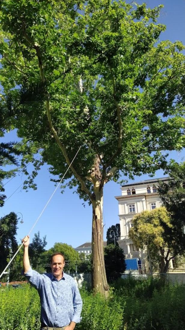 Wanderbaum als Meilenstein: „Eiles“-Platane geht es nach „Umzug“ prächtig