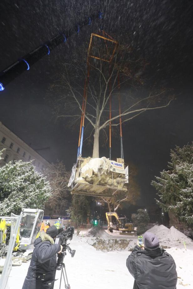 Wanderbaum als Meilenstein: „Eiles“-Platane geht es nach „Umzug“ prächtig