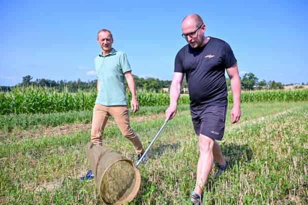 Streifenanbau statt Monokultur: Bio-Bauer bringt Insekten zurück