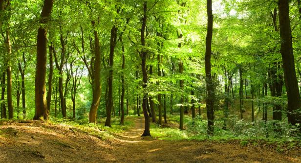 Ein Weg führt durch einen grünen Wald mit hohen Bäumen.