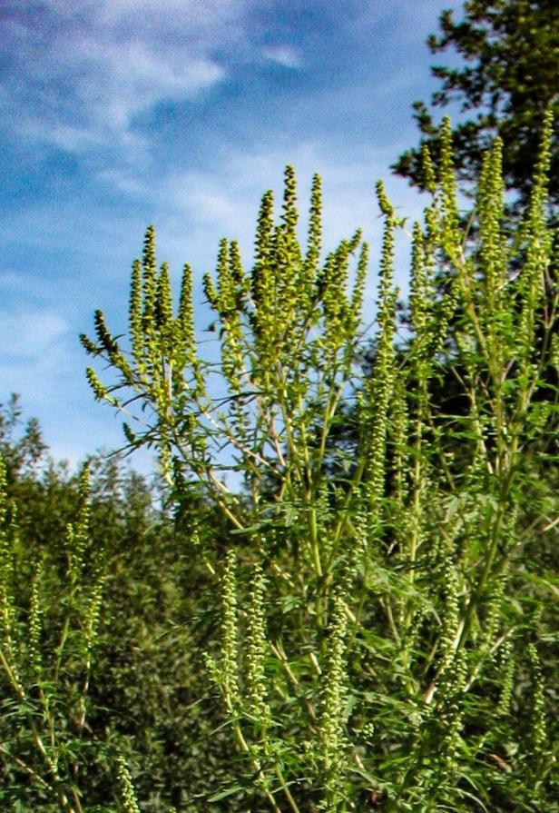 Ragweed-Saison: Experten erwarten heuer starke Belastungen für Allergiker