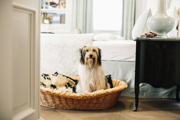 Hundefreundliches Hotelzimmer im Sacher.