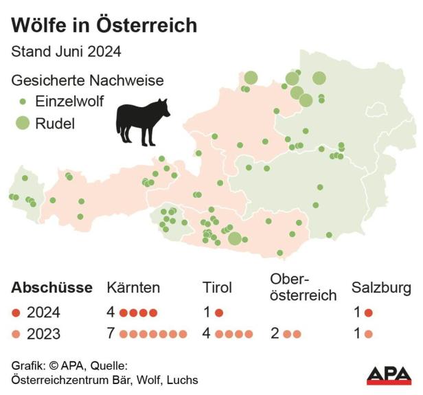 Mehr Wölfe in Österreich, aber weniger Risse von Nutztieren