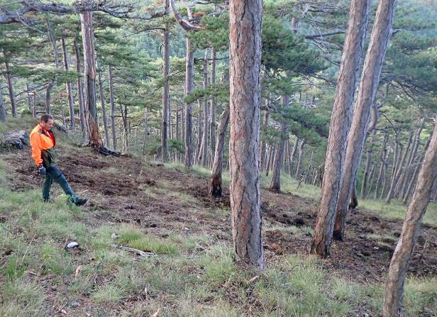 Nach Blitzschlag: Stundenlanger Einsatz bei Waldbrand im Bezirk Baden