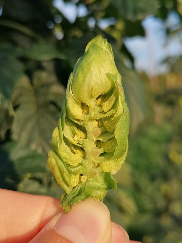 Wie der Klimawandel dem Hopfen jetzt auch im Mühlviertel zusetzt