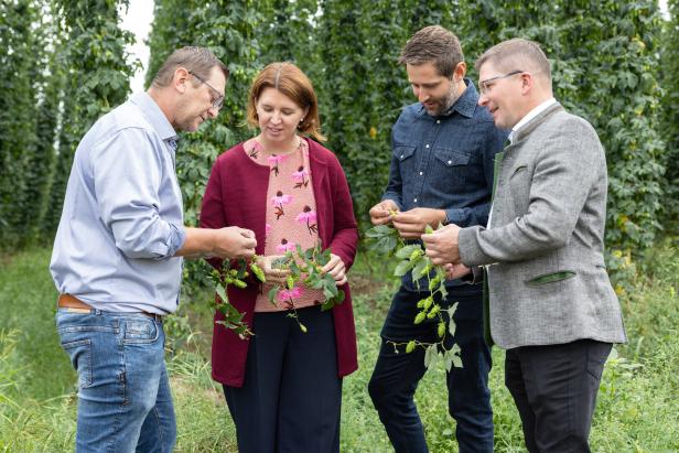 Wie der Klimawandel dem Hopfen jetzt auch im Mühlviertel zusetzt