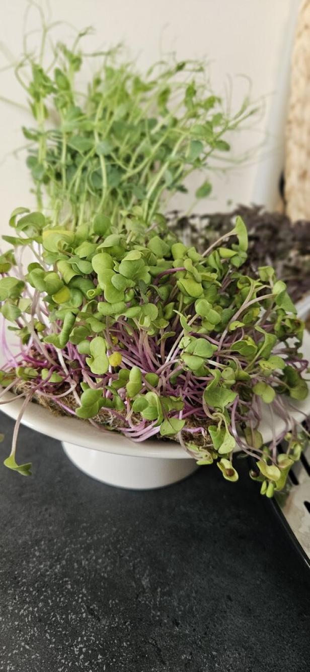 Verschiedene Sorten von Microgreens auf einem weißen Teller.