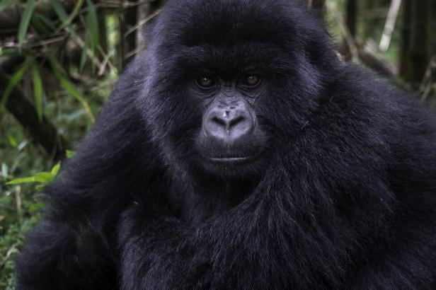 Gorilla in Ruanda