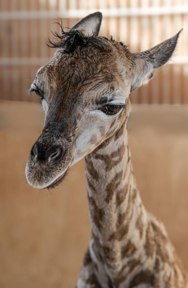 Tierisches Glück im Zoo Schmiding: Giraffen-Dame Samira bringt Bullen zur Welt