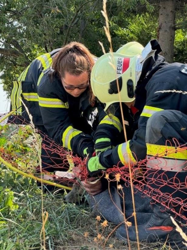 Junger Rehbock drohte in Netzzaun zu ersticken: Feuerwehr in NÖ rettete ihn