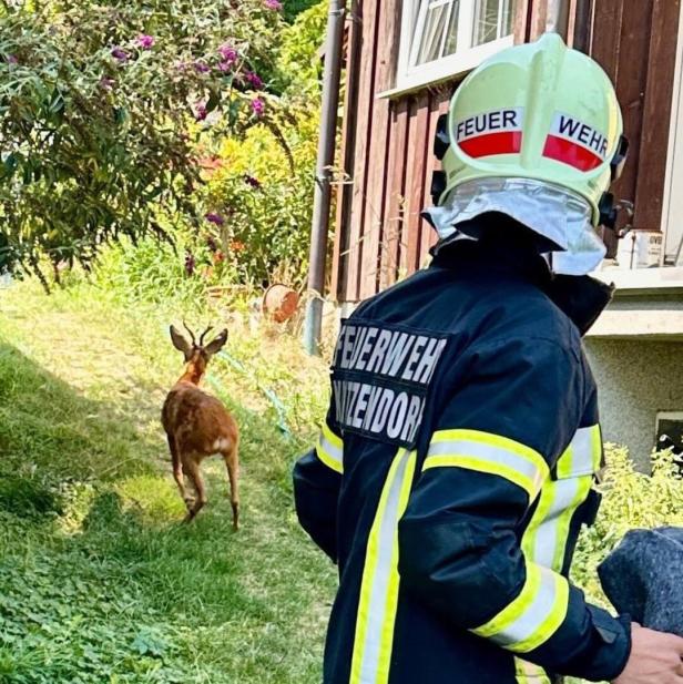 Junger Rehbock drohte in Netzzaun zu ersticken: Feuerwehr in NÖ rettete ihn