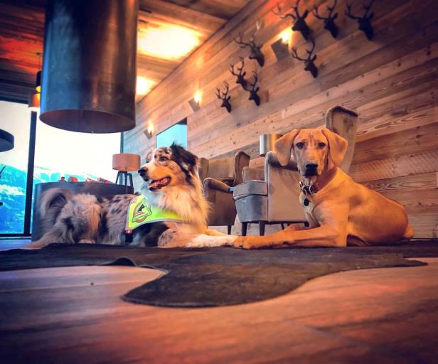 Zwei Hunde liegen auf einem Teppich in einem luxuriösen, holzgetäfelten Raum.