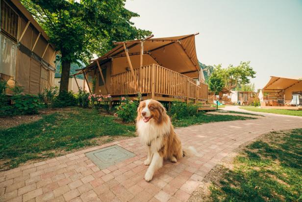 Ein Australian Shepherd sitzt vor einem Zelt auf einem Campingplatz.