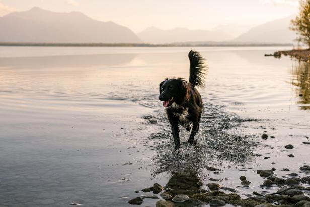 Ein schwarzer Hund läuft durch das flache Wasser eines Sees vor einer Bergkulisse.