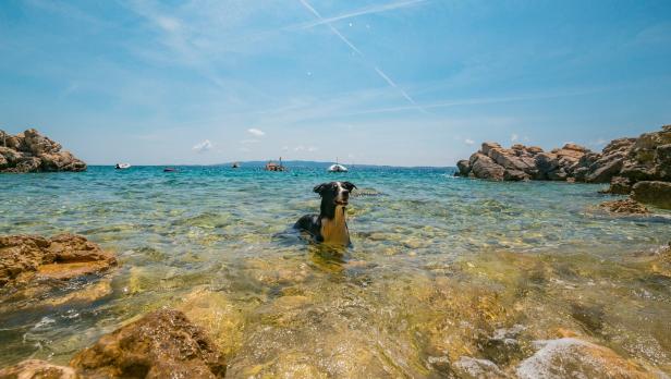 Ein schwarz-weißer Hund steht im flachen, klaren Wasser an einem sonnigen Strand.