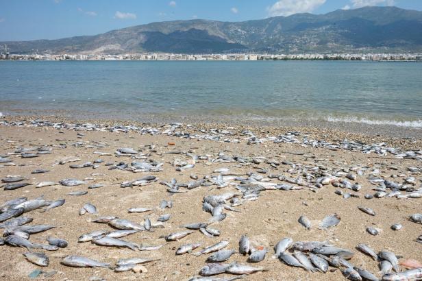 "Wird unser Tod sein": Tonnen toter Fische auf griechischen Stränden