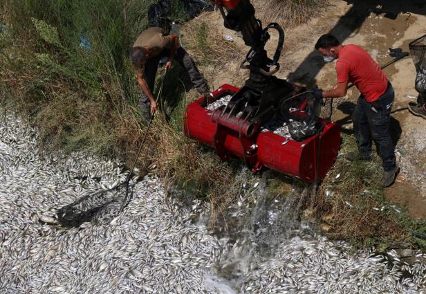 Tonnes of dead fish crowd Greek tourist port after flooding