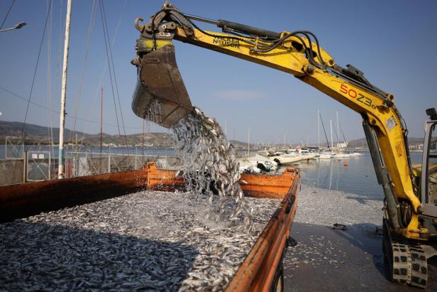 Tonnes of dead fish crowd Greek tourist port after flooding