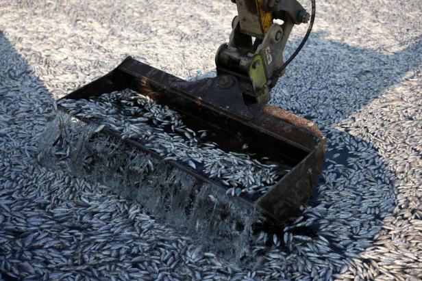 Tonnes of dead fish crowd Greek tourist port after flooding