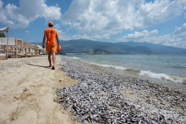 Dead fish floating at Volos's sea and coast