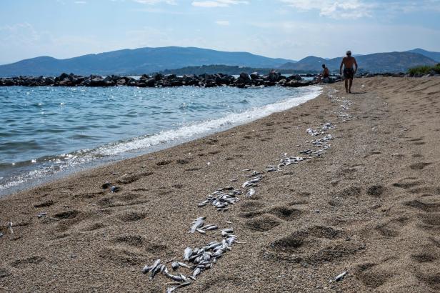 Dead fish floating at Volos's sea and coast