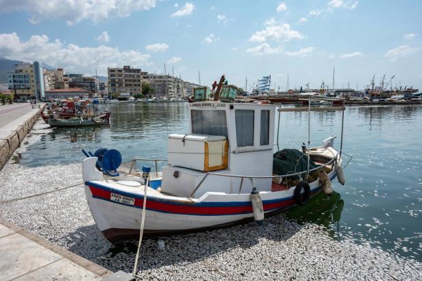 Dead fish floating at Volos's sea and coast