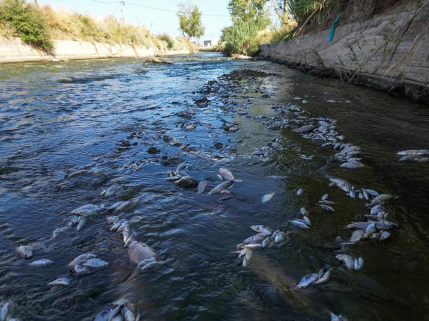 Dead fish floating at Volos's sea and coast