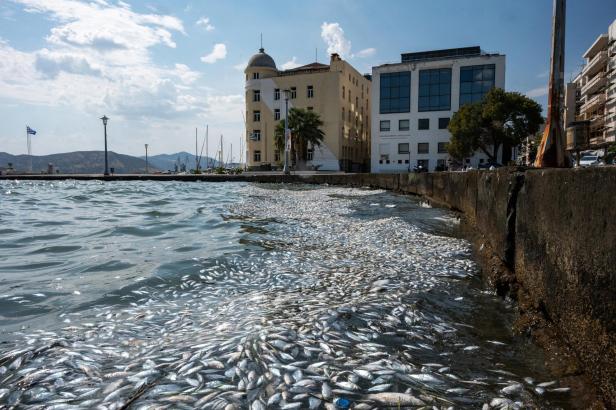 Dead fish floating at Volos's sea and coast