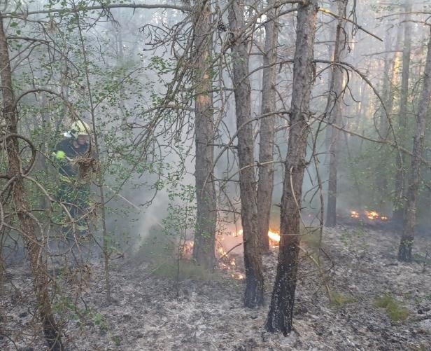 Hitze und Trockenheit: Waldbrand im Föhrenwald forderte die Einsatzkräfte