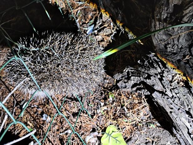 Projekt "Stadtwildtiere": Auf den Igel gekommen