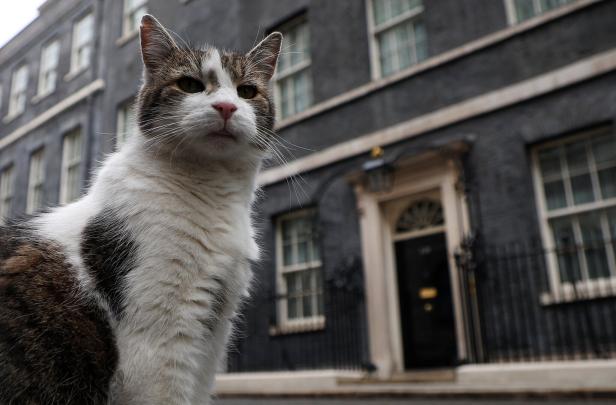 Konkurrenz für Kater Larry: Premier Starmer holt Kätzchen in die Downing Street