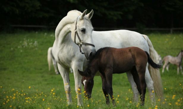 Womit es die Lipizzaner bis nach Hollywood schafften